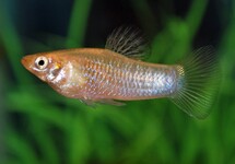 TANDKARPER PERUGIAE