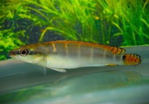 COMPRESSICEPS DWARF PIKE CICHLID