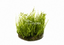 Vesicularia species (Creeping Moss) - In Vitro Cup