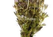 Cabomba furcata (piauhyensis) - BA