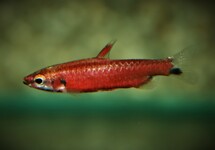 PENCILFISH SUPER RED CENEPA