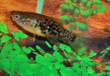 PLATY CATEMACO