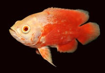 OSCAR SUPER ROUGE