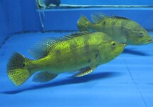 PAUWOOGBAARS KELBERI