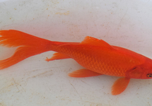 GOUDVIS KOMEETSTAART