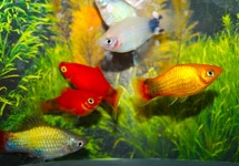 PLATY MICKEY ASSORTIS