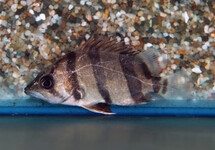 MEKONG TIGERPERCH