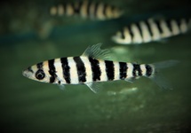 BANDED LEPORINUS