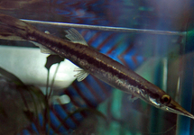 CHARACIN-BROCHET MACULÉ