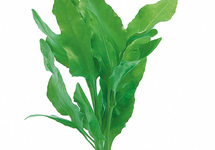 Nesaea pedicellata 'Green' - PE 