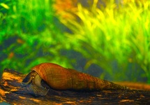 SCHNECKE PLICARIA