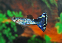 GUPPY BLUE FLOWER MANN