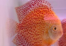 DISCUS SNOW LEOPARD