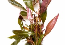 Ludwigia glandulosa - BA