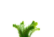 Myriophyllum scabratum in terracotta