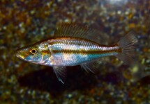 MALAWI CICHLIDE COMPRESSICEPS