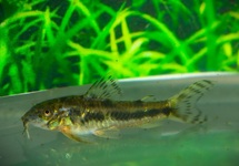 PANTSERMEERVAL RAIMUNDI