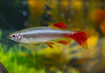 CHINESE DANIO SLUIER