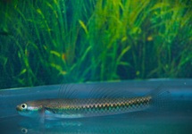 BLAUWE GOBY