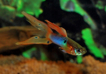 GUPPY JAPAN BLUE DOUBLE RED (M/F)