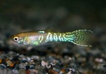 GUPPY ENDLER SNAKESKIN OR  (MÂLE)