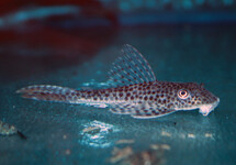 L011 REDFIN TRESHER PLECO