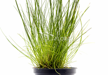 Eleocharis acicularis - PE