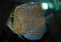 DISCUS LEOPARD SNAKESKIN