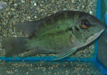 HOPLARCHUS PSITTACUS