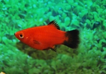 CORAL PLATY RED WAGTAIL