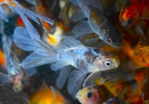 GOLDFISH BRISTOL SHUBUNKIN