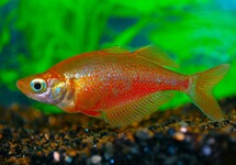 RED RAINBOWFISH