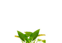 Saururus cernuus in pot (p5)