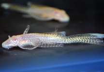 ANCISTRUS DORÉ ALBINO VOILÉ