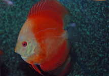 DISCUS RED MELON