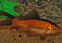 POISSON ROUGE ET NOIR