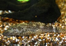 LDA072 ANCISTRUS
