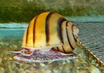 ZEBRA APPLE SNAIL