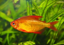 HYPHESSOBRYCON SP. MZUEL RED CHERRY S