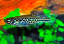 ZWERGLEOPARDBÄRBLING