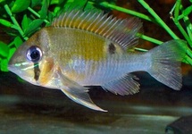 CICHLIDÉ CUPIDON