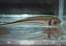 POISSON COUTEAU PERU