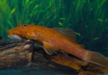 ANCISTRUS CF. CIRRHOSUS RED