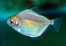 SILVER DOLLAR ARGENTEUS