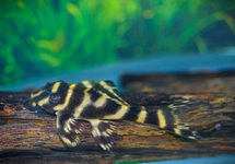 L333 MAZE ZEBRA PLECO