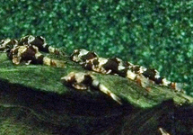 BUMBLE BEE OTOCINCLUS