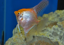 P. SCALARE GOLD SELECT XL