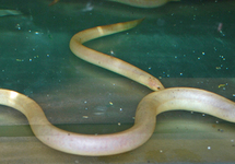 SWAMP EEL