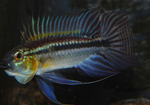 TWO-STRIPED DWARF CICHLID