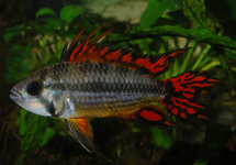 COCKATOO DWARF CICHLID DOUBLE RED